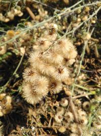 High angle view of dried plant on field