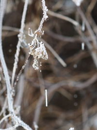 Close-up of frozen plant