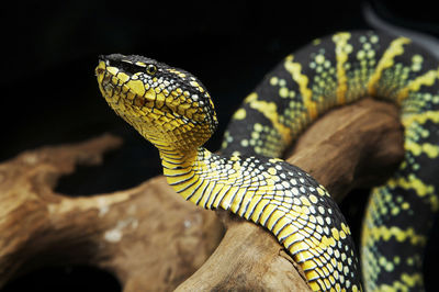 Close-up of lizard on tree at zoo