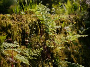 Close-up of moss growing on tree trunk