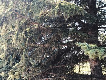 Low angle view of tree in forest