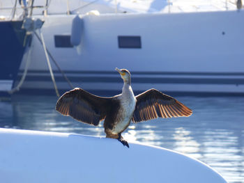 Cormorant with spread wings perching on boat at harbor