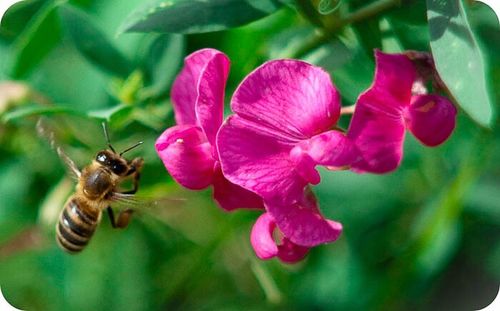 Close-up of bee pollinating on pink flower