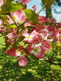 Close-up of pink cherry blossoms in spring