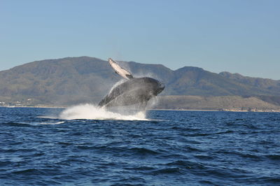 Whale swimming in sea against clear sky