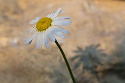 Close-up of white flower