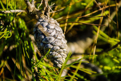 Close-up of lizard on tree