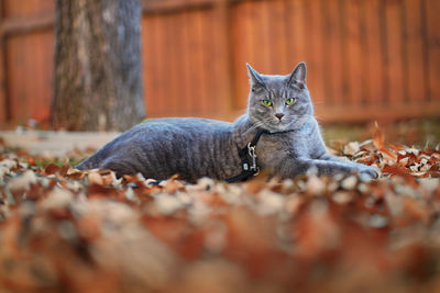 Portrait of cat resting