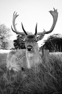 Portrait of deer