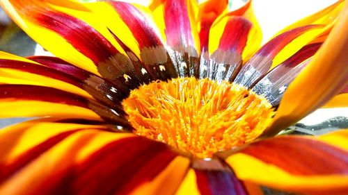 Close-up of yellow flower