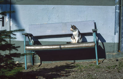 Portrait of cat sitting on wall