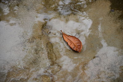 High angle view of turtle in water
