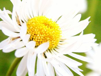 Close-up of white flowers