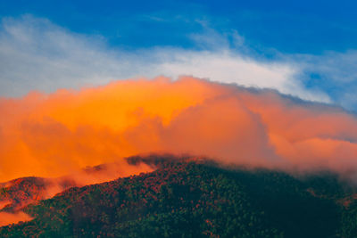 Scenic view of forest against orange sky