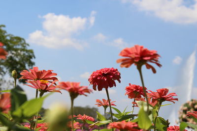 Close-up of red flowering plants