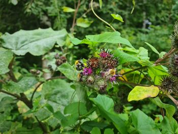 Close-up of purple flowering plant