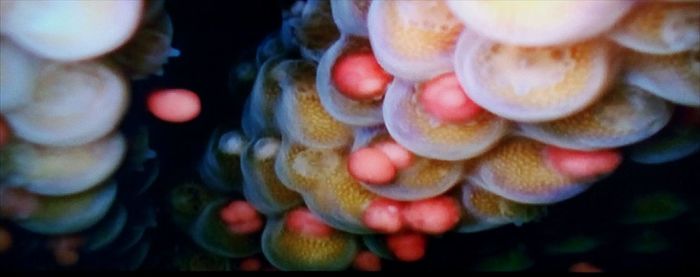 Close-up of jellyfish in sea