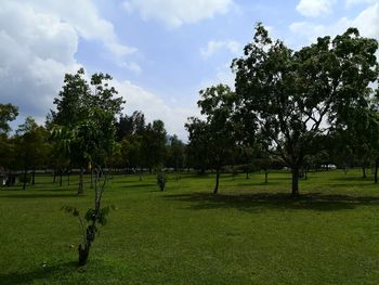 Trees on field against sky