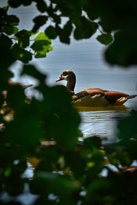 nature