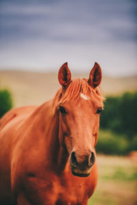 Close-up of horse standing outdoors