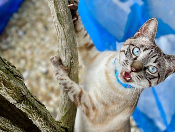 Portrait of cat on tree trunk