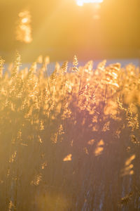 Close-up of wheat growing on field during sunset