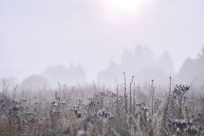 Panoramic view of flowering plants on field against sky