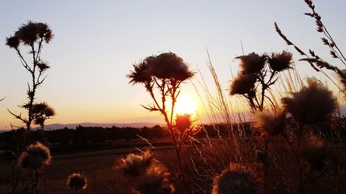 Silhouette plants on field against sky during sunset