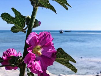 Close-up of pink flowering plant by sea against sky