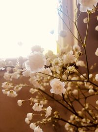 Close-up of white cherry blossoms in spring