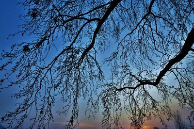 Low angle view of silhouette tree against sky at dusk