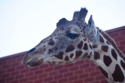 Low angle view of giraffe against clear sky