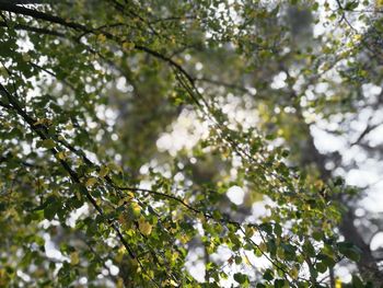 Low angle view of trees against sky