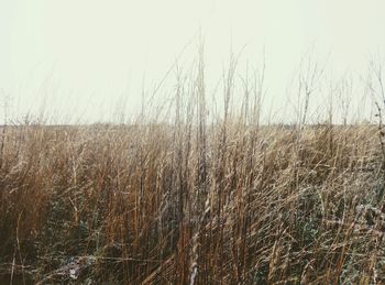 Close-up of plants on field against sky