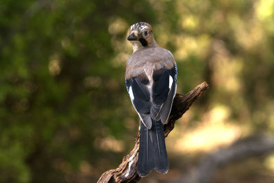 Bird perching on a branch