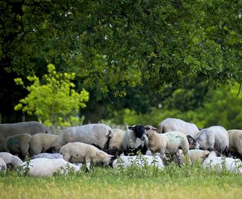 View of sheep on field sheltering under a tree