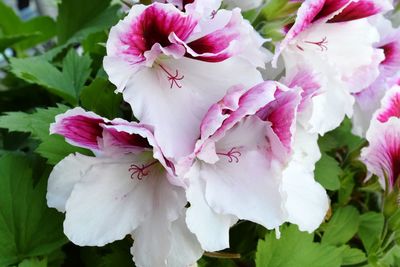 Close-up of pink flowers