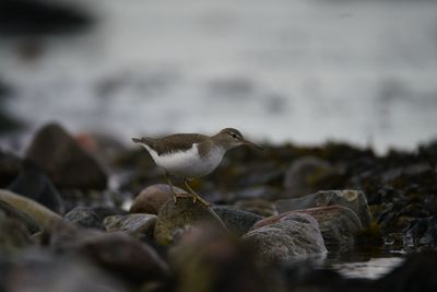 Seagull on rock