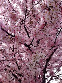 Low angle view of pink flowers blooming on tree
