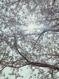 Low angle view of trees against sky