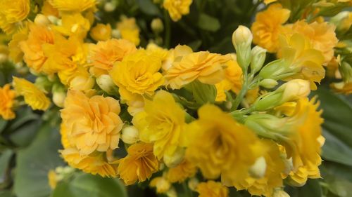 Close-up of yellow flowers