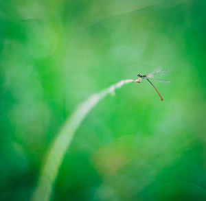 Close-up of insect flying