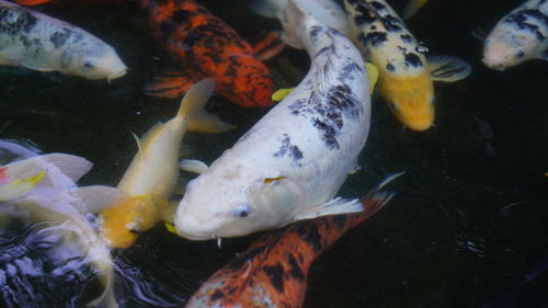 Close-up of koi fish in sea