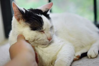 Close-up of a cat