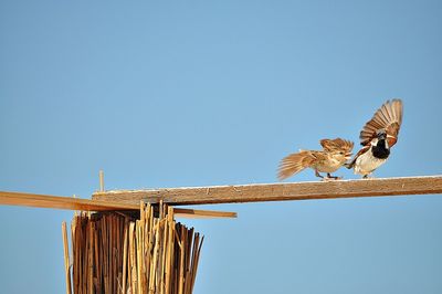 Low angle view of birds on plank against clear blue sky