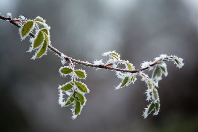 Close-up of snow on twig