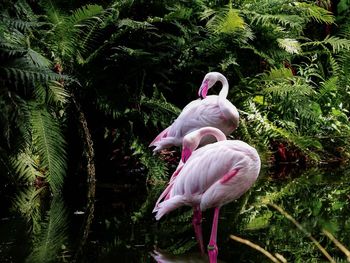 Bird in a lake