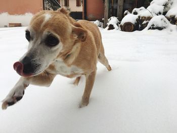 Dog on snow