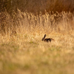 A beautiful brown hare in the spring meadow. springtime scenery with local animals.