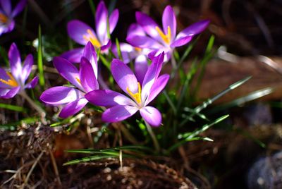 Close-up of purple crocus blooming outdoors